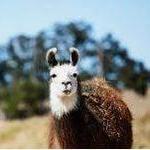 Wild Horse Winery Court