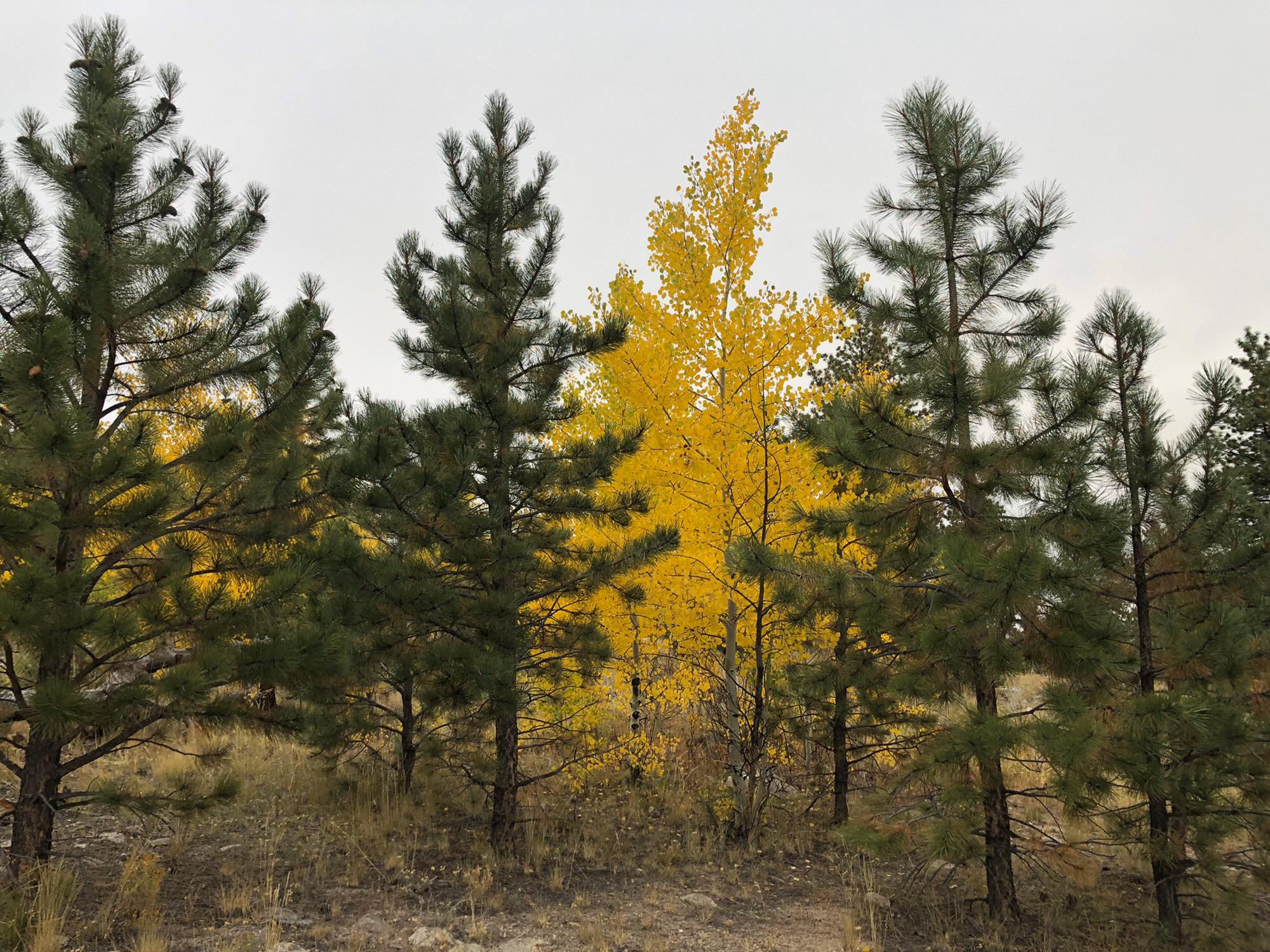 This was taken from our campsite outside of Buena Vista. Fall time is our favorite season, anyone that knows Mackenzie understands!