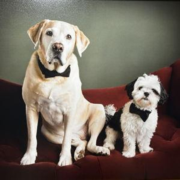 Our Pet Toy Fund