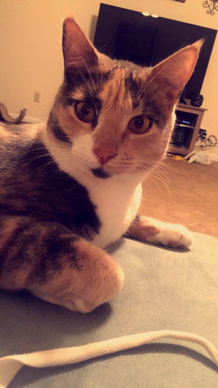 Meet Lindsay’s first baby, Callie