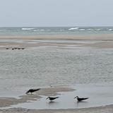 Shell Island