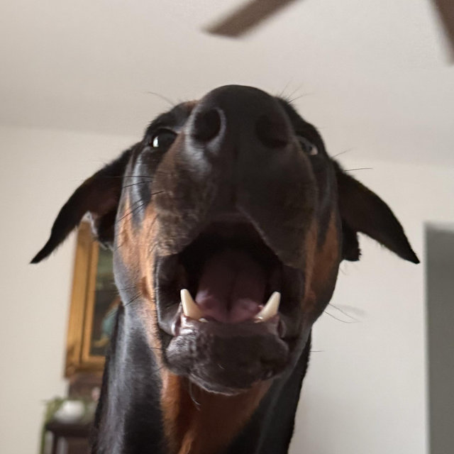 Dog food
