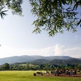 King Family Vineyards