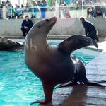 New England Aquarium