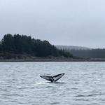 Whale Watching
