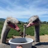 Ostrichland USA