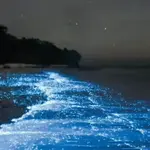 Bioluminescence Paddle