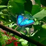 Butterfly Pavilion