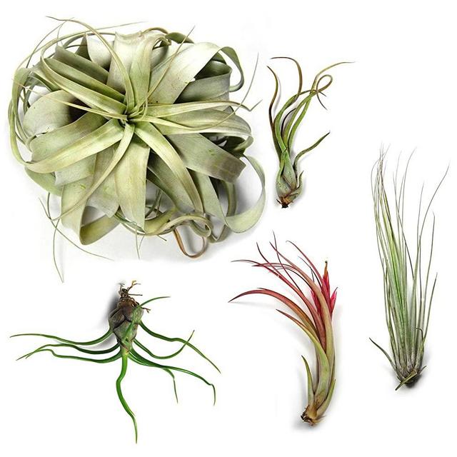 10 Pack Large Tillandsia Air Plants - 2 Xerographica, 2 Juncea, 2 Bulbosa, 2 Caput Medusae & 2 Circinata - 30 Day Guarantee - Succulents - House Plants - Free Air Plant Care eBook by Jody James