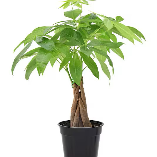 4 in. Money Tree Plant
