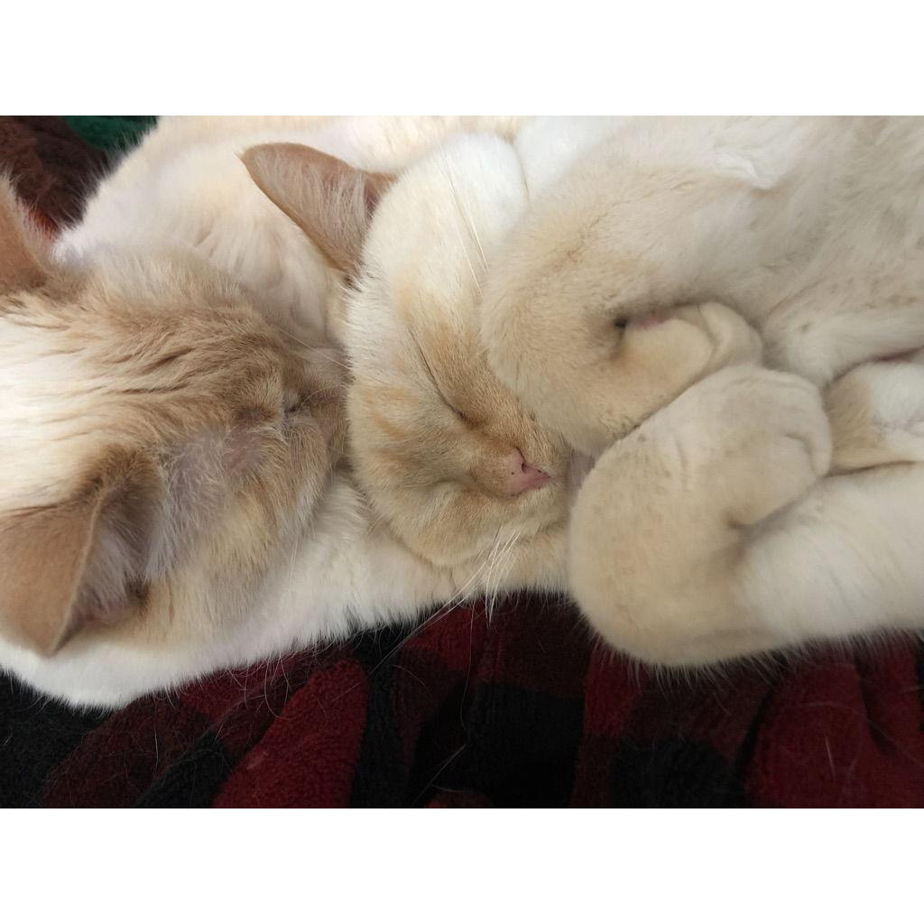 Dinah and Dodger