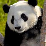 San Diego Zoo