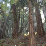 Purisima Creek Redwoods Open Space Preserve