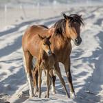 Assateague Island National Seashore