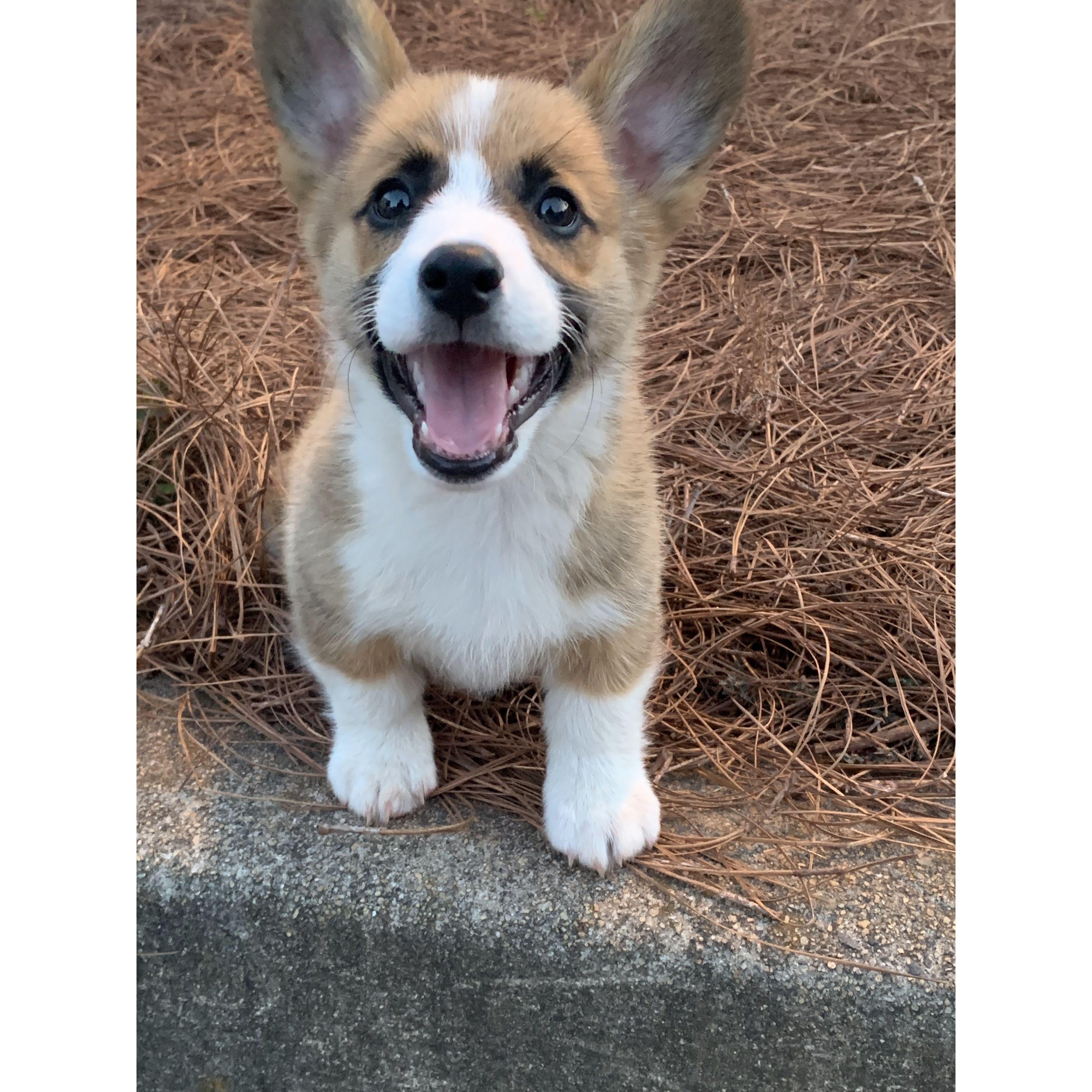Alfie at 3 months old. So cute! (June 2023)