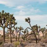 Joshua Tree National Park