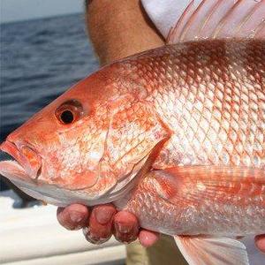 Honeymoon Deep Sea Fishing