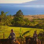 Lahaina Stables