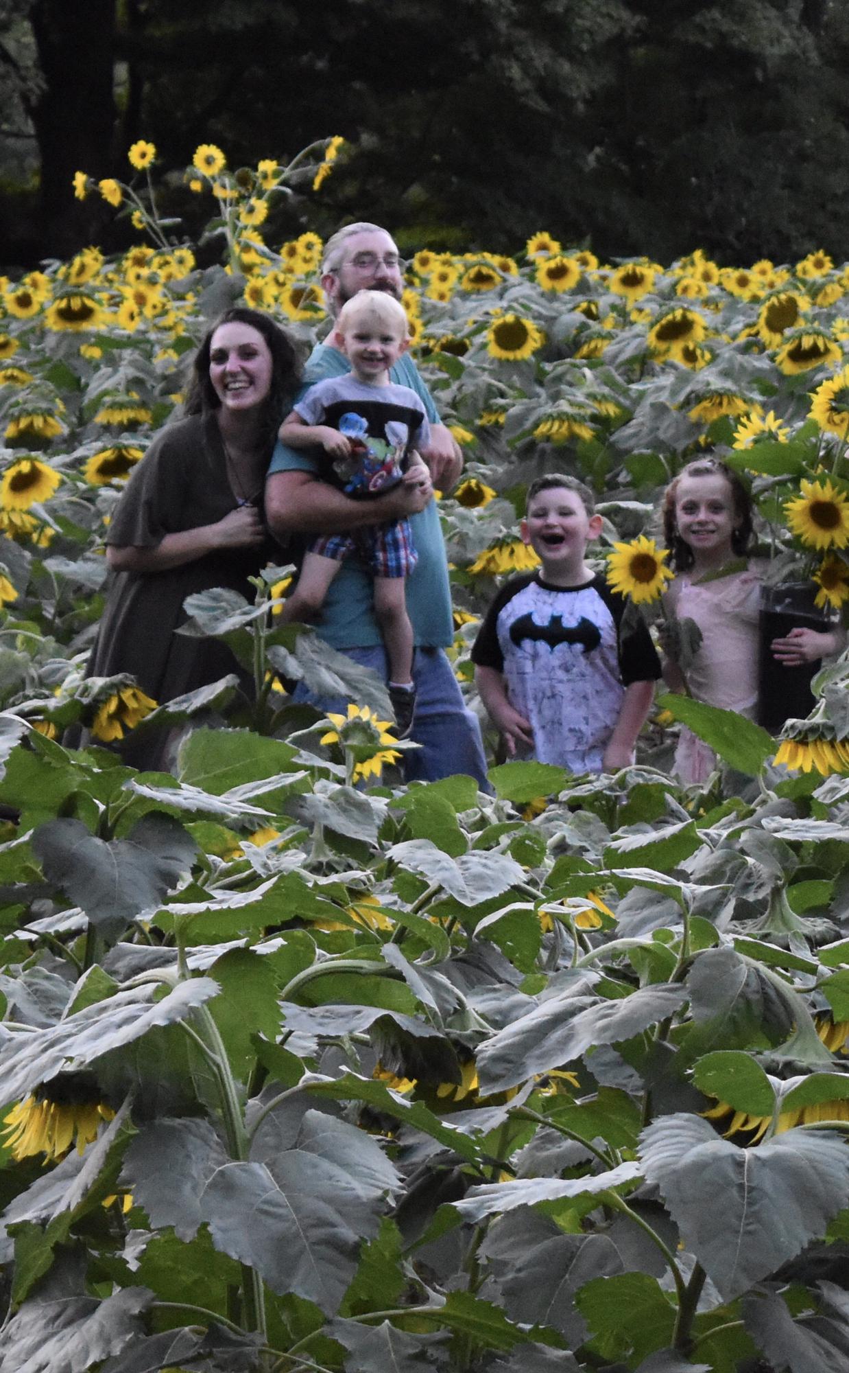 Sunflower fields 💕