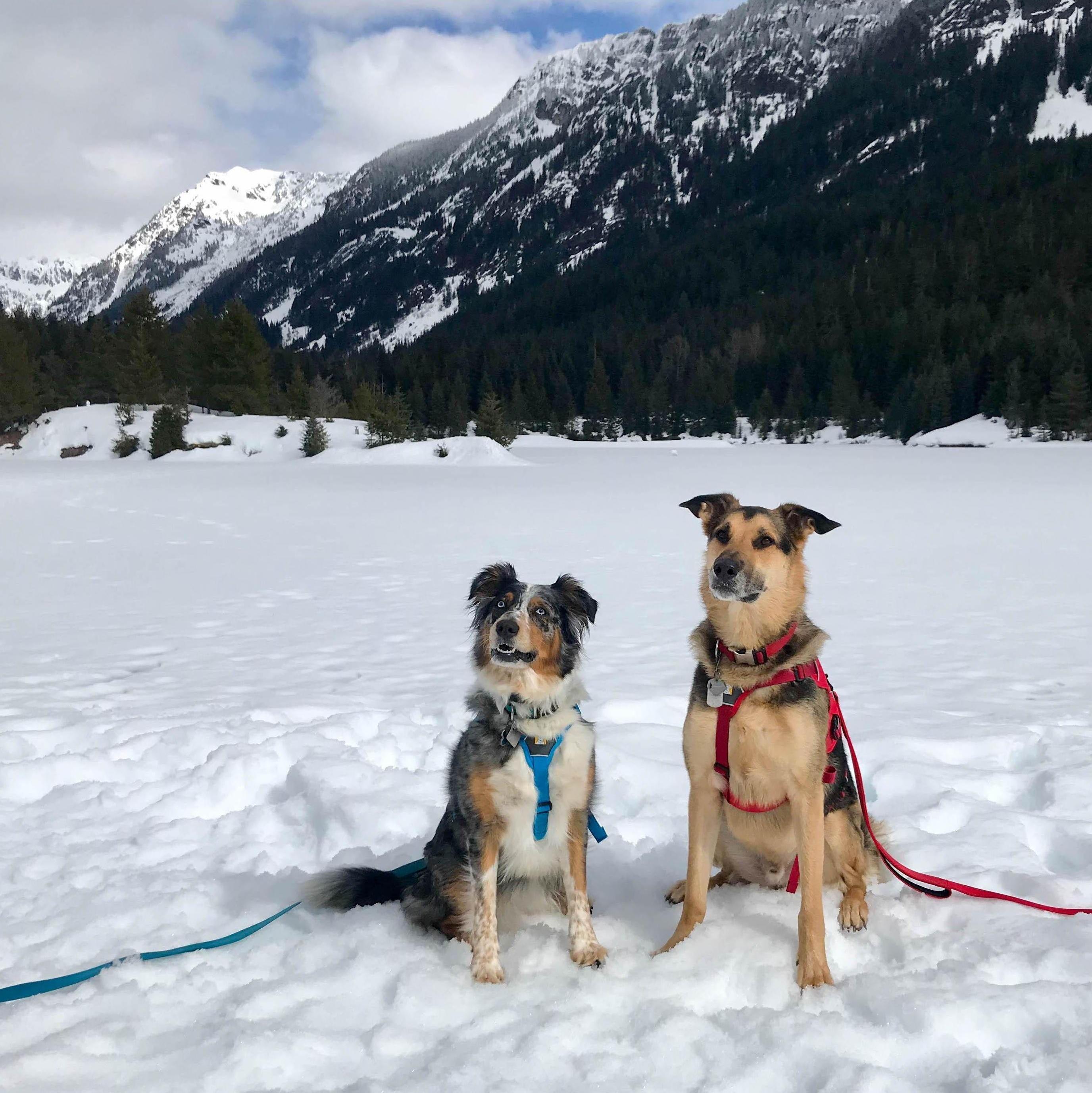 Luna and Balto at Gold Creek Pond