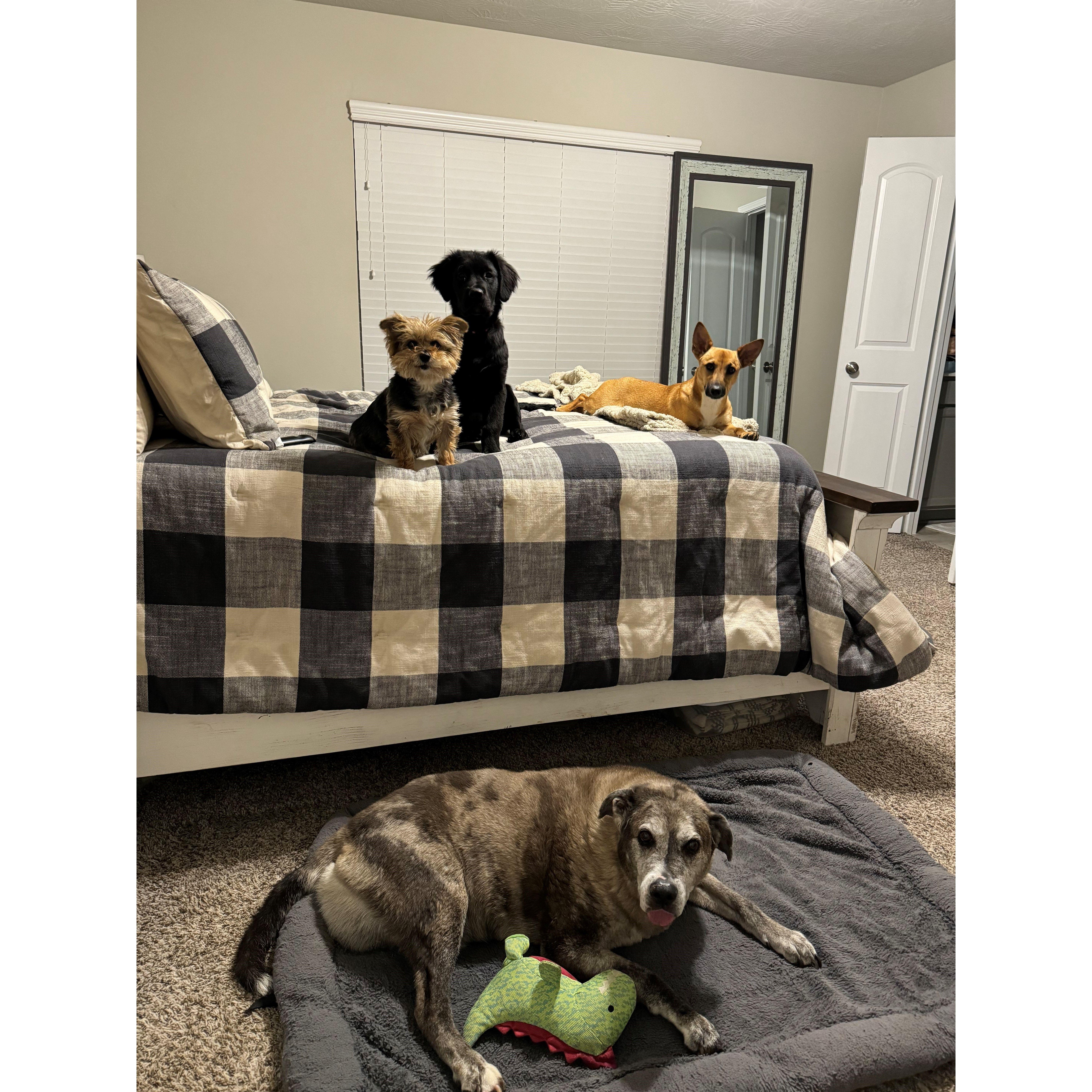 All four of our Fur babies!