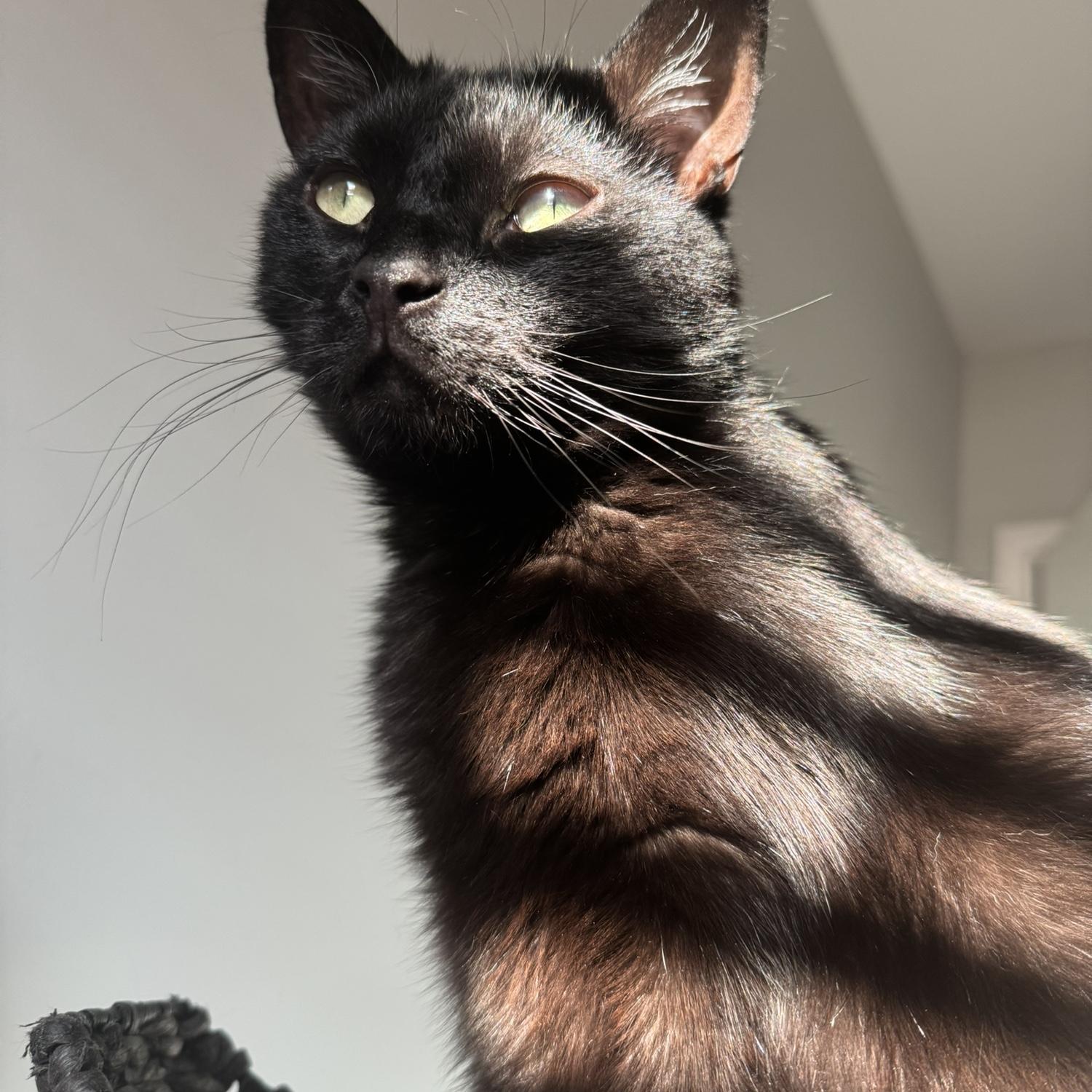 Majestic Man Shrimp