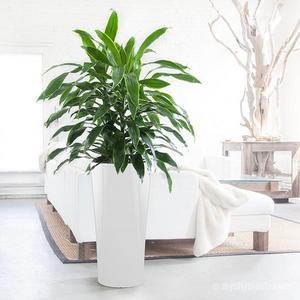Dracaena Art Delta