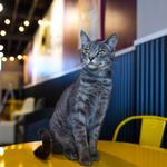 Mac Tabby Cat Cafe - Salisbury