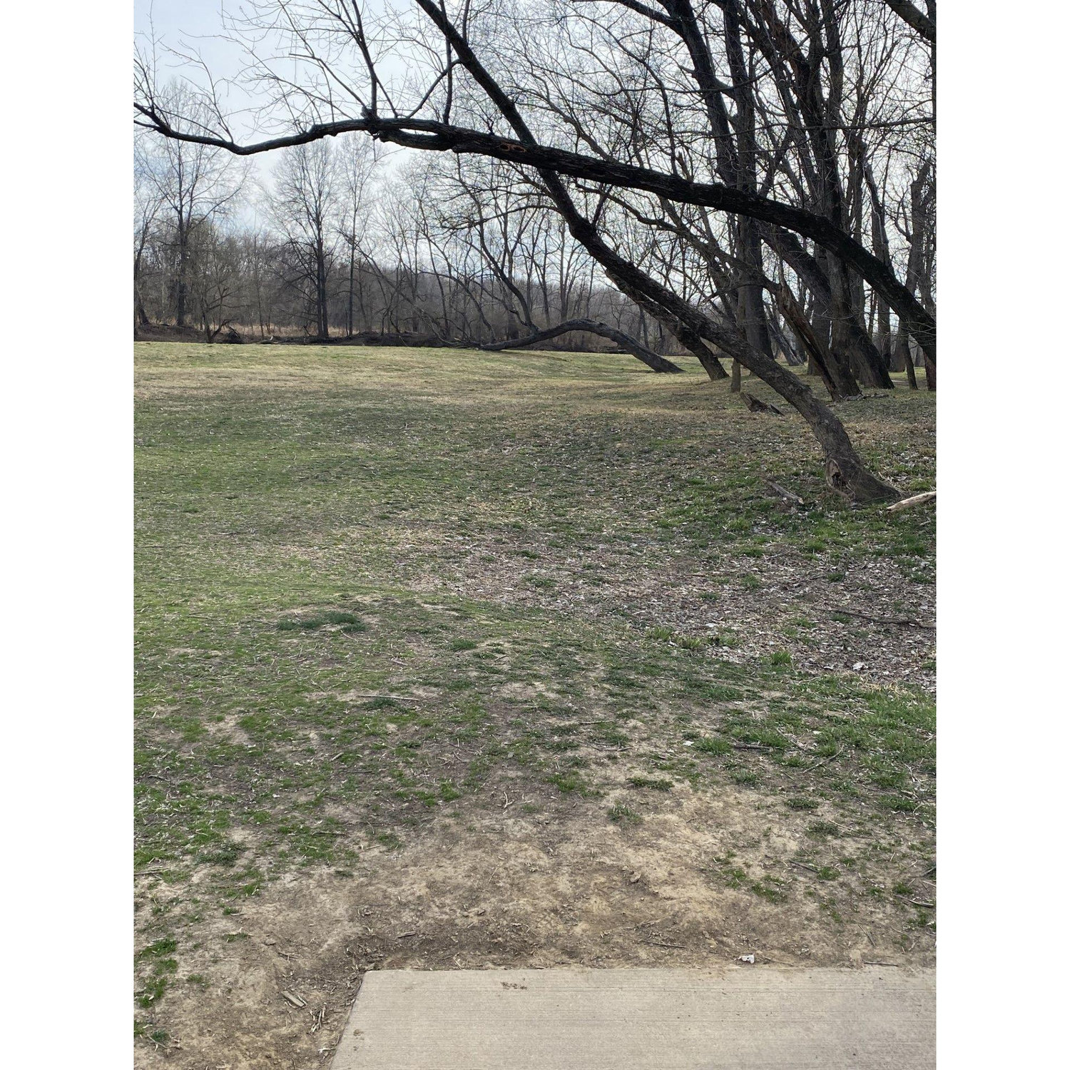 From the concrete pad, you can see the Mando tree at the wedding site.