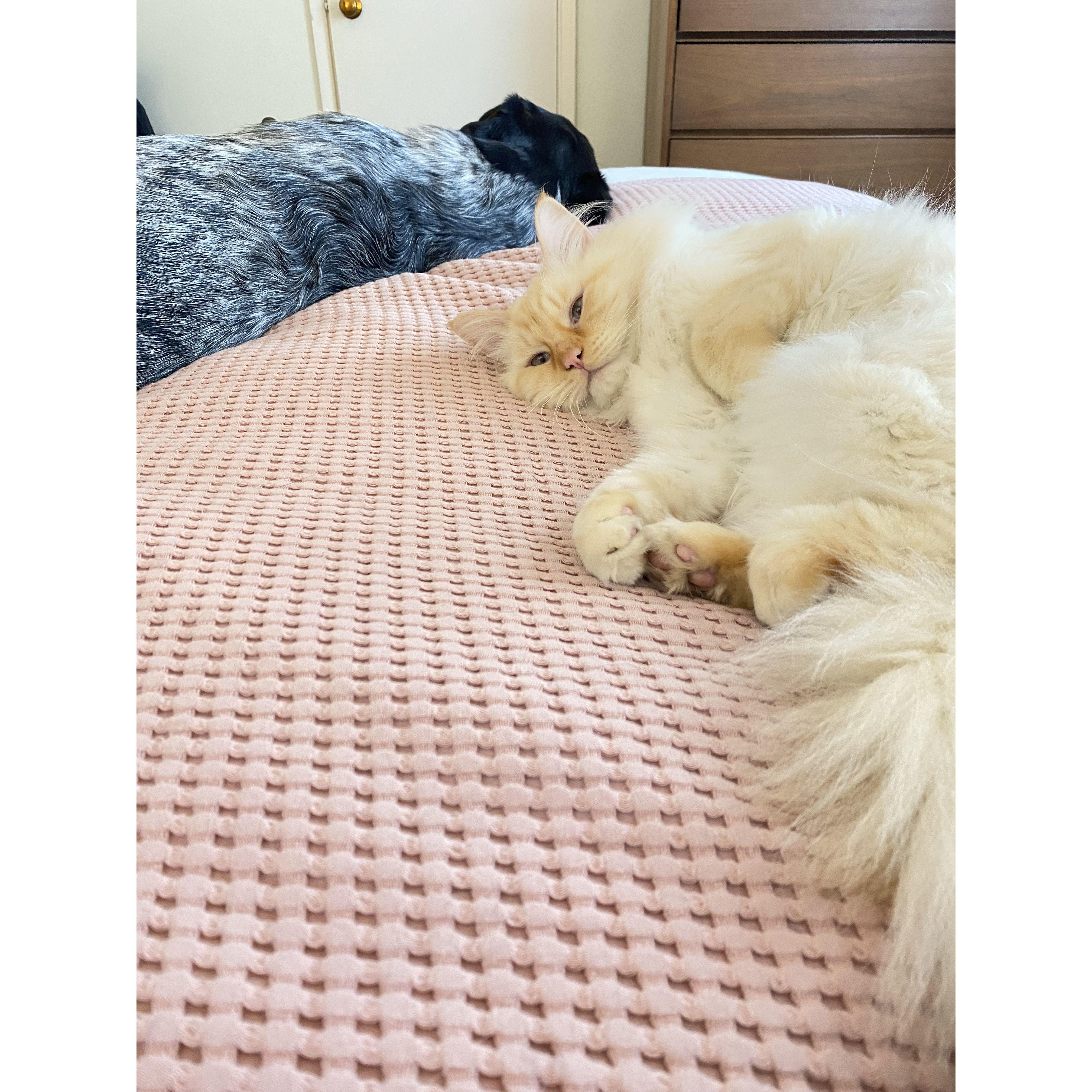 March 2022 - Sadly Mochi passed away, but we found this spunky guy at a shelter in Port Townsend and named him Dewey.