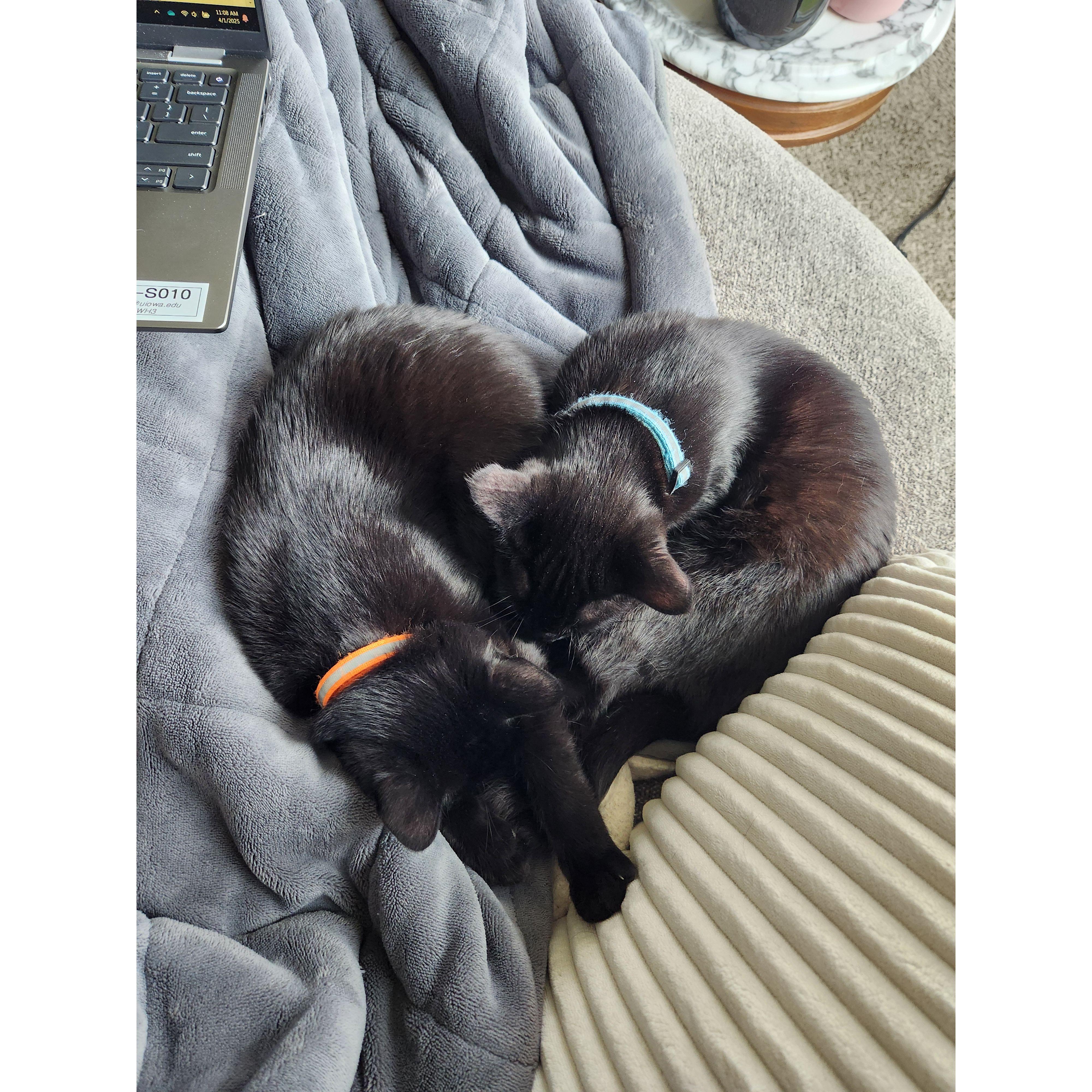 Welcoming Cosette (orange collar) and her brother Alphonse (blue collar) home <3