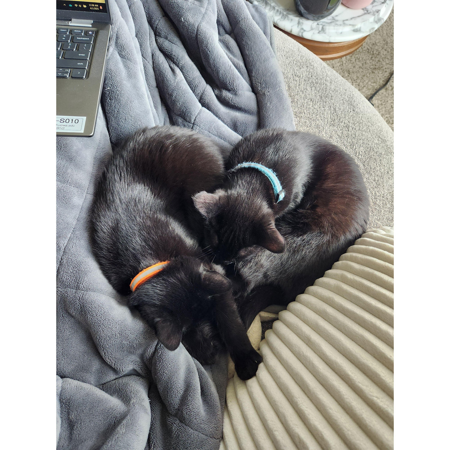 Welcoming Cosette (orange collar) and her brother Alphonse (blue collar) home <3