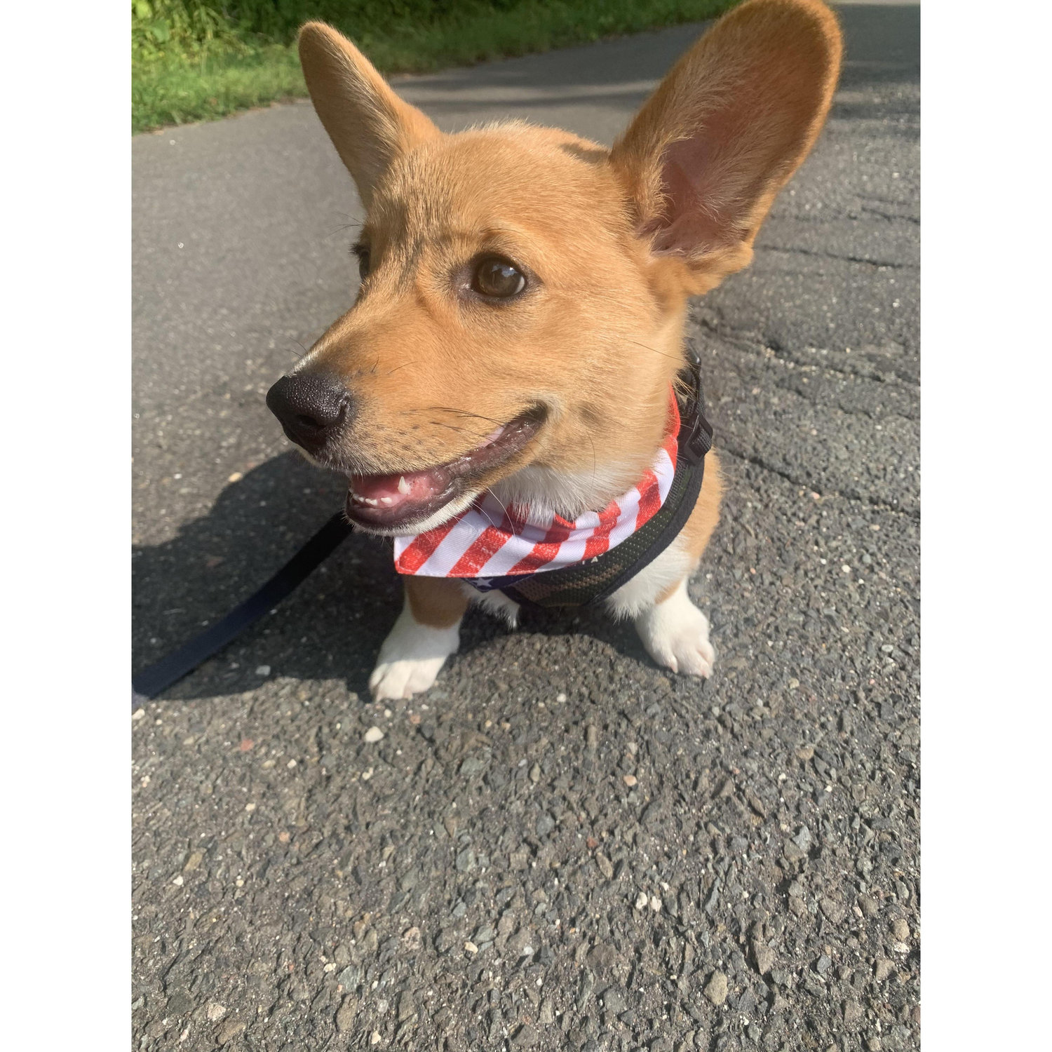 Our Frankie!