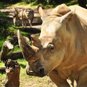 Up Close with Rhinos