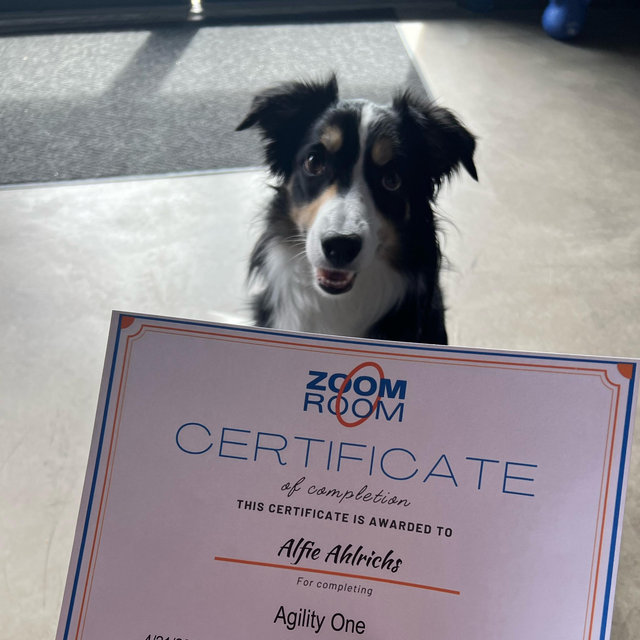 Agility classes for Alfie!