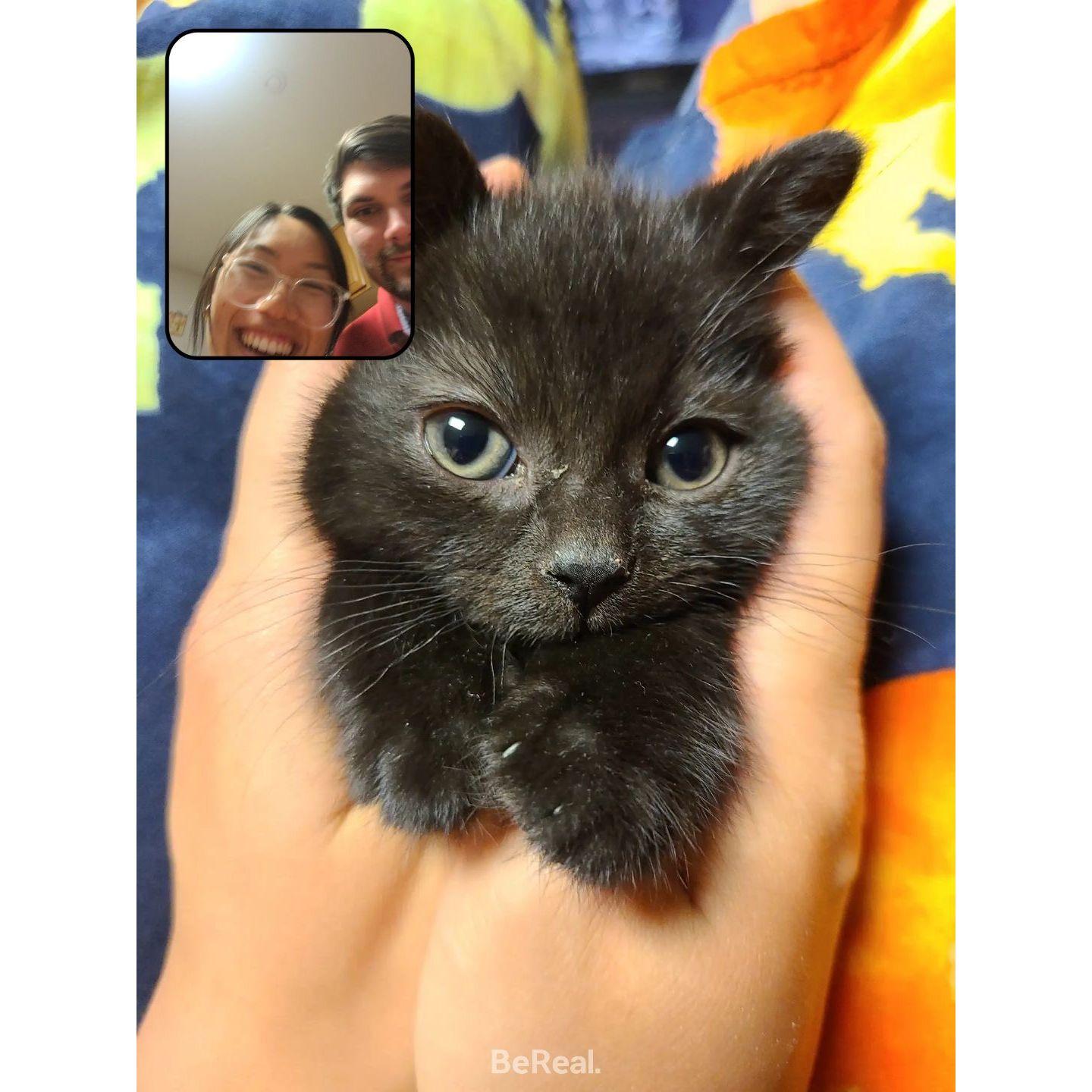 When Therese adopted a cat for a week.