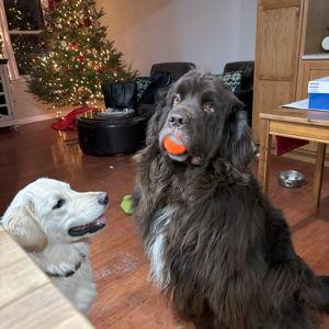 Puppies' Snacks and Toys Fund