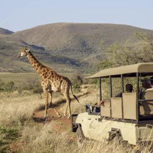 🐘 Private Game Drive Experience