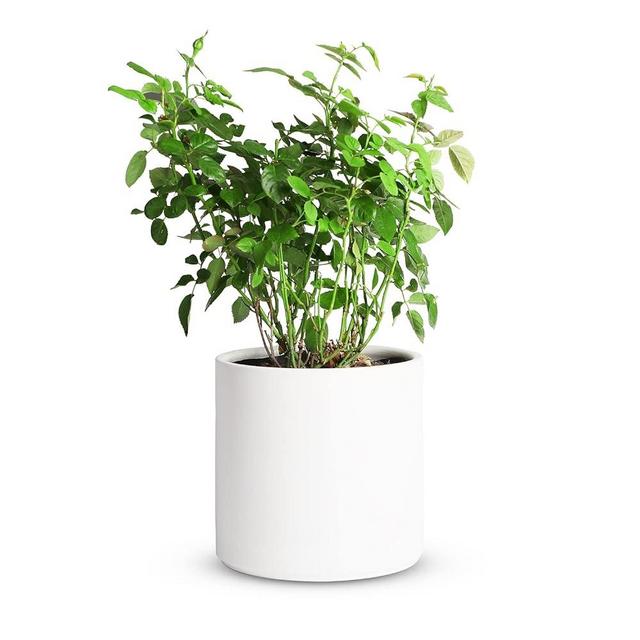 Mozing Ceramic Plant Pots Indoor - Garden Planter Pot for Planting - Modern Flower Pots with Drainage Hole for Home & Office Decor (12x12 inch, White)