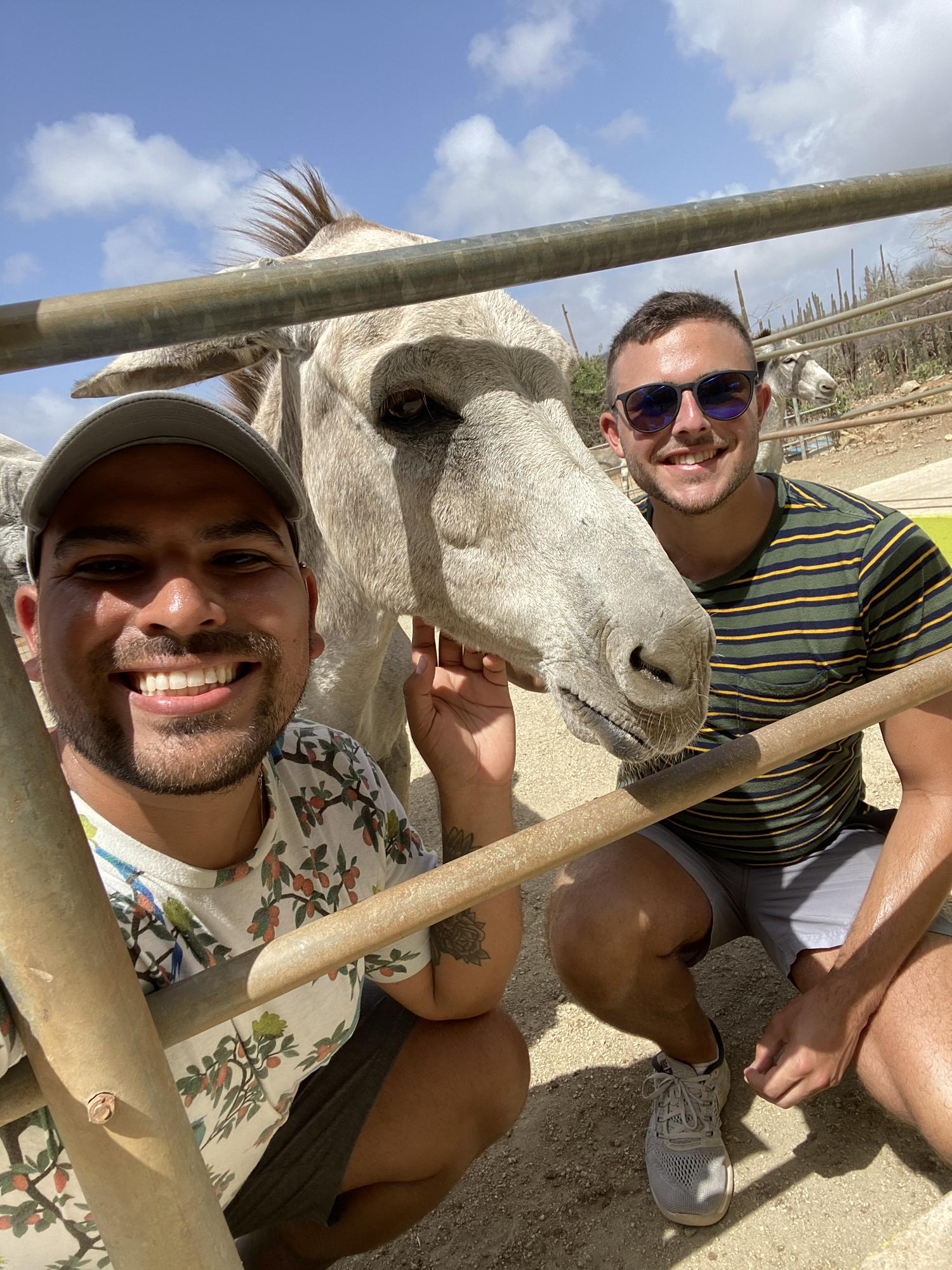 Donkey Sanctuary Aruba, 2020
