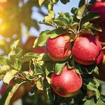 Schultz Farms Inc