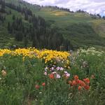 Albion Basin
