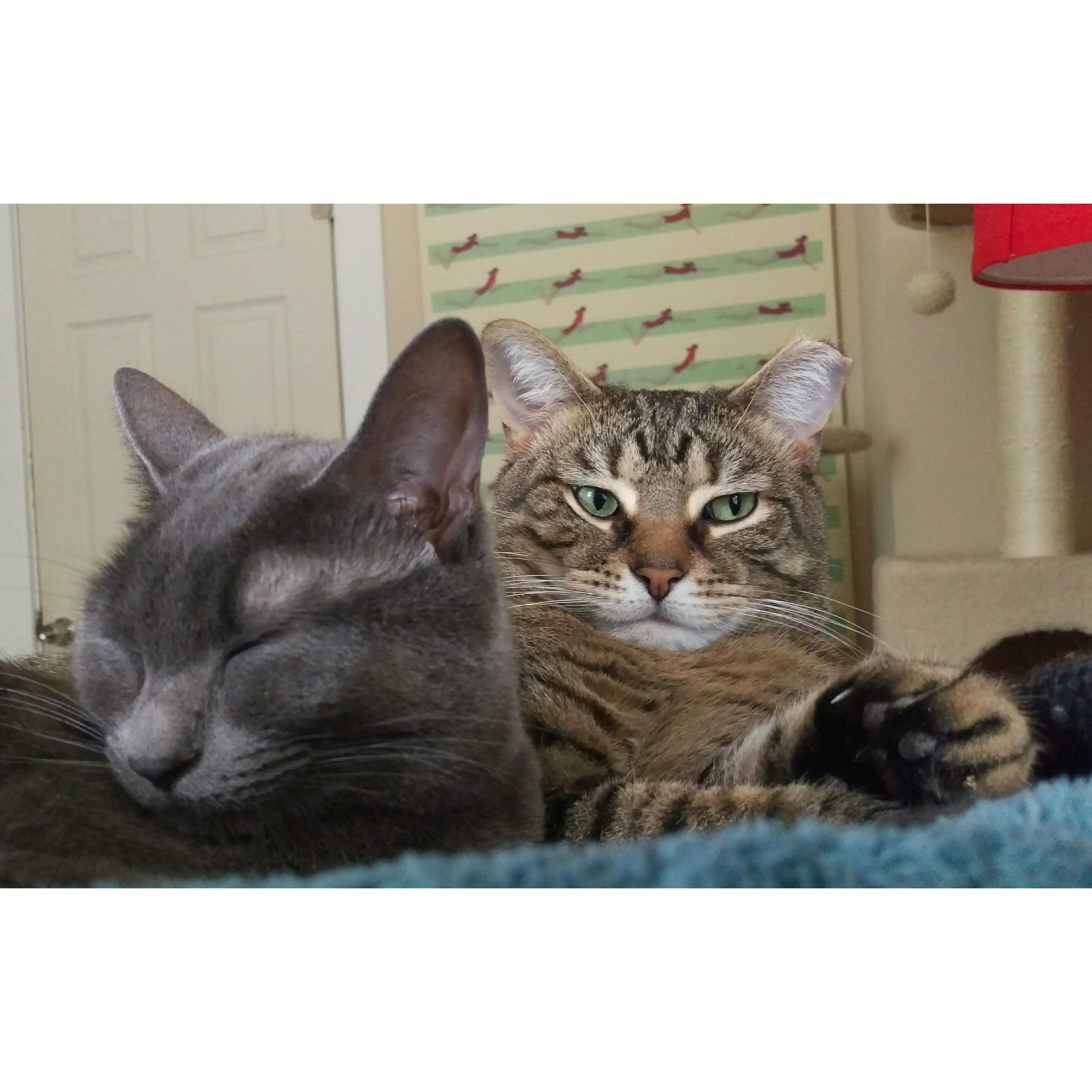 Maus and Klaus, who've eked out an adorable existence despite their horrible brothers