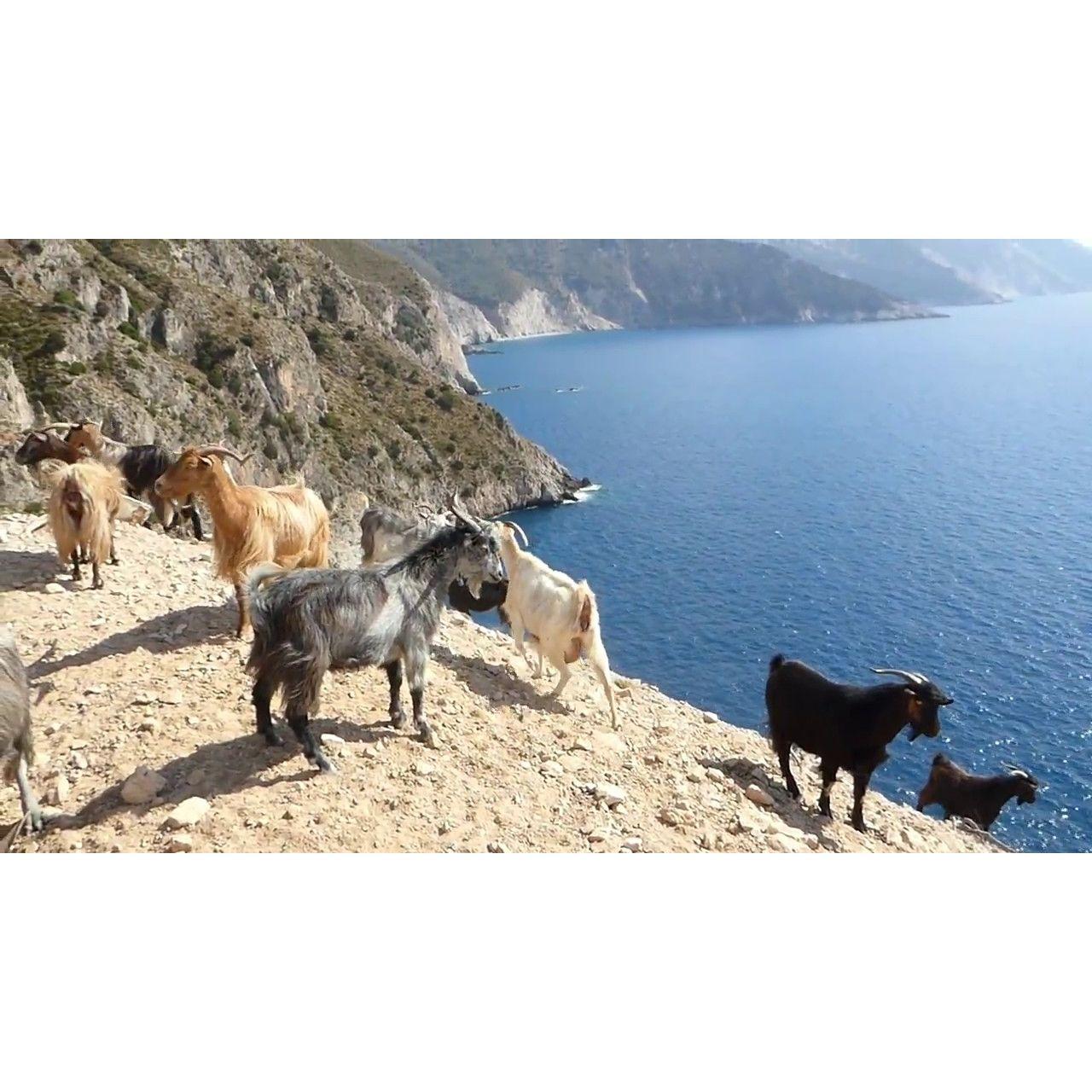 goats are everywhere on this island