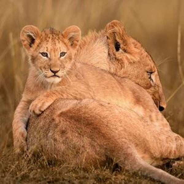 The Great Migration - Kenya/Tanzania Safari Honeymoon