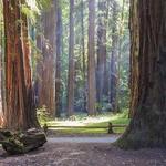 Armstrong Redwoods State Natural Reserve