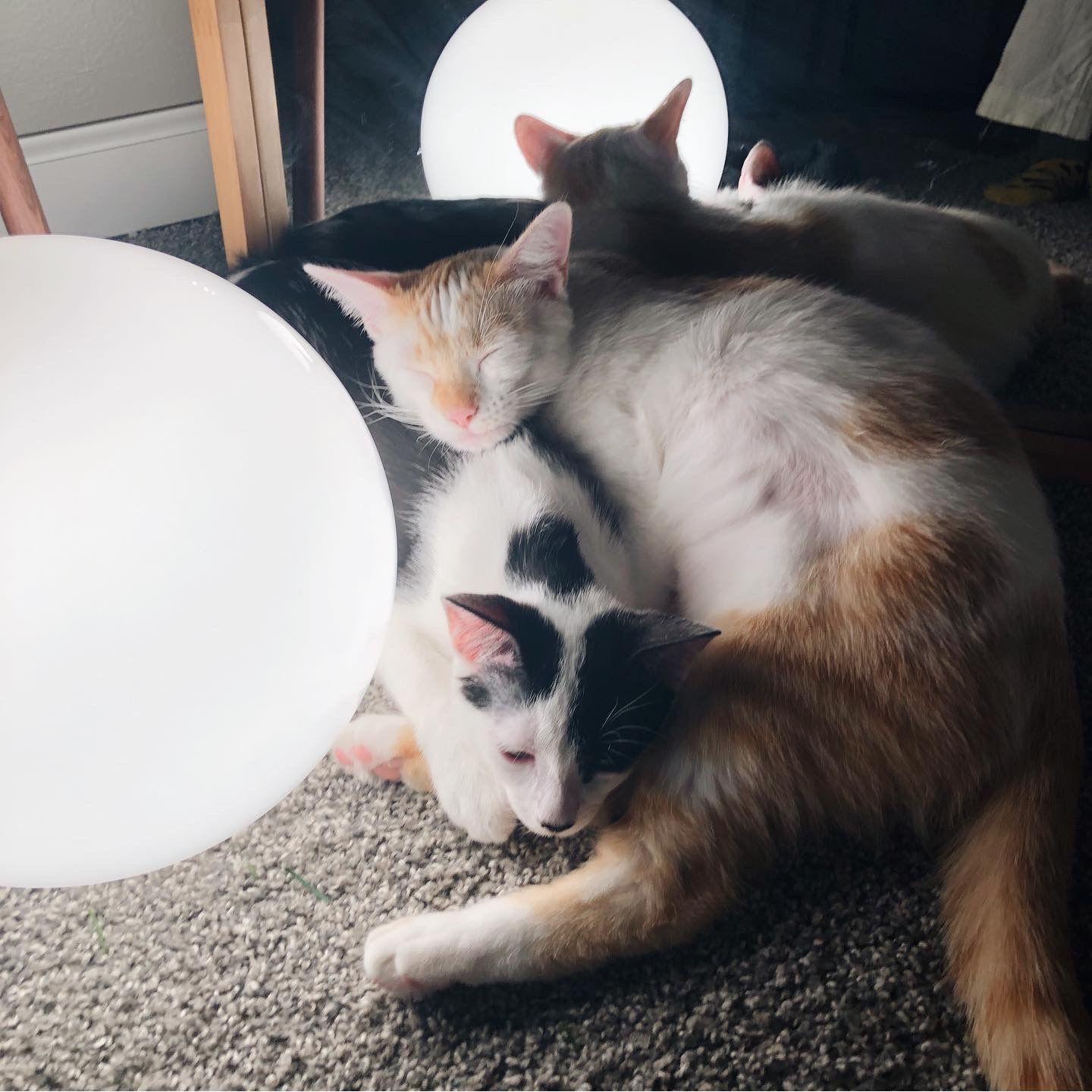 Niko & Ayma