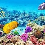 Snorkel Tour | Kealakekua Bay
