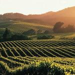 Napa Valley