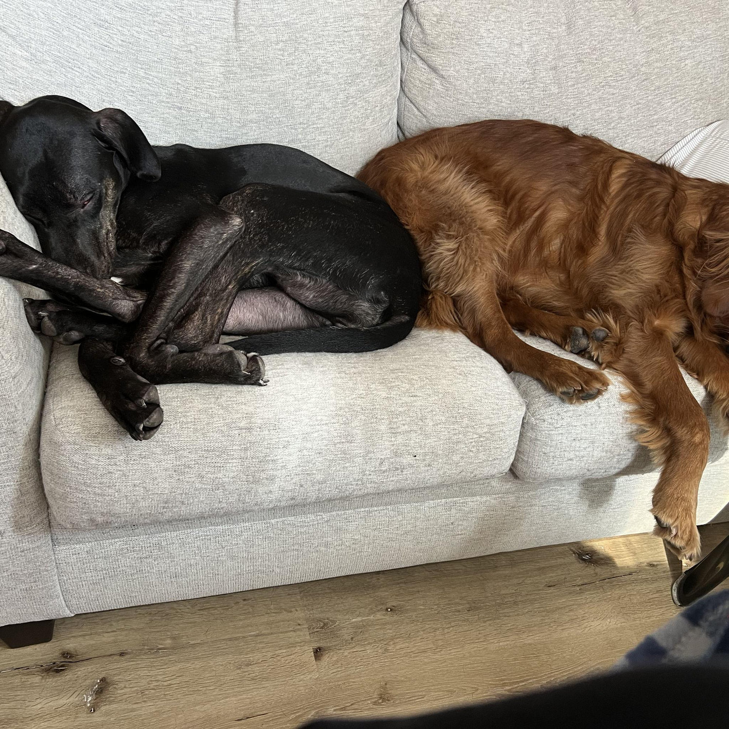 Our fur babies!